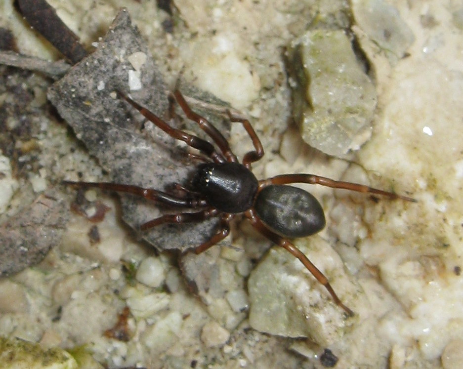 Cetonana laticeps - Lughignano (TV)