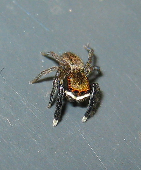 Euophrys frontalis - Treviso (TV)