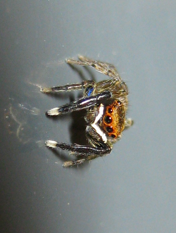 Euophrys frontalis - Treviso (TV)