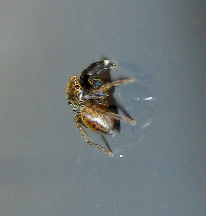 Euophrys frontalis - Treviso (TV)