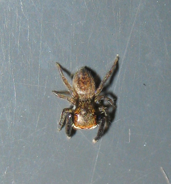 Euophrys frontalis - Treviso (TV)