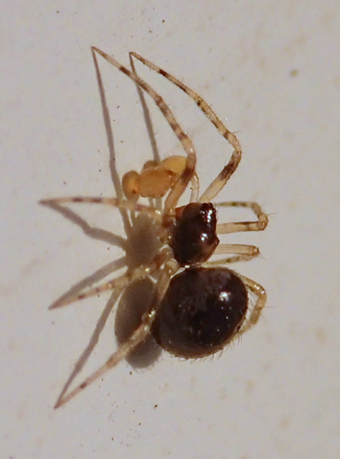 Sardinidion blackwalli maturazione dei maschi - Treviso (TV)