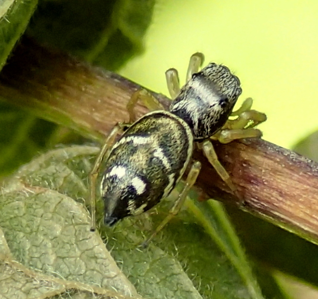 Heliophanus sp. - Lughignano (TV)