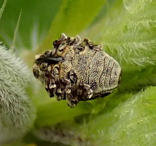 Nedyus quadrimaculatus (cfr), Curculionidae