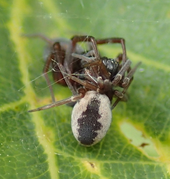 Dictyna sp. accoppiamento