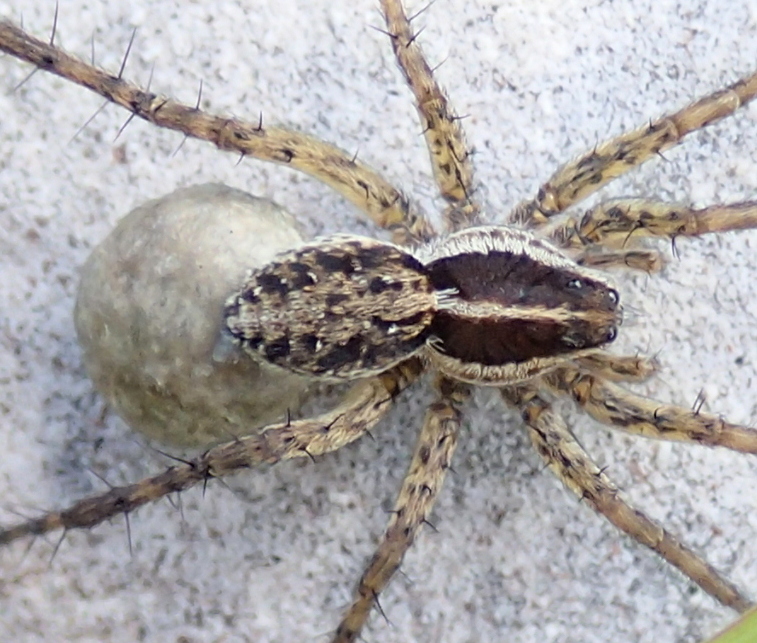 Pardosa gr. monticola - Alpi del Nevegal (BL)