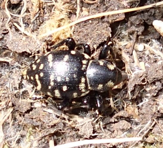 Liparus grappensis, Curculionidae