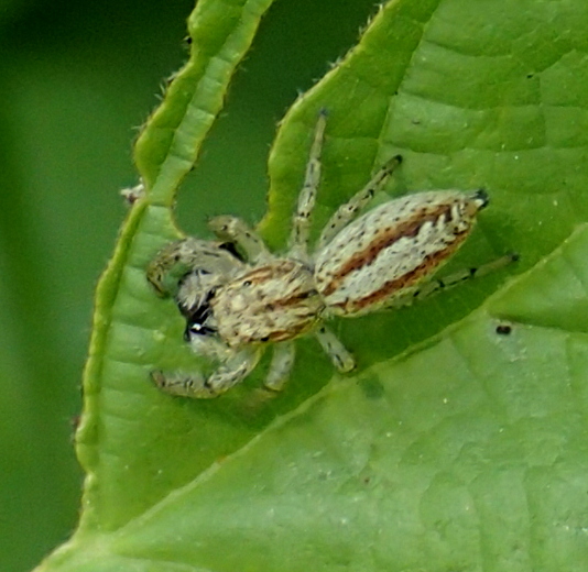 Marpissa pomatia - Lughignano (TV)