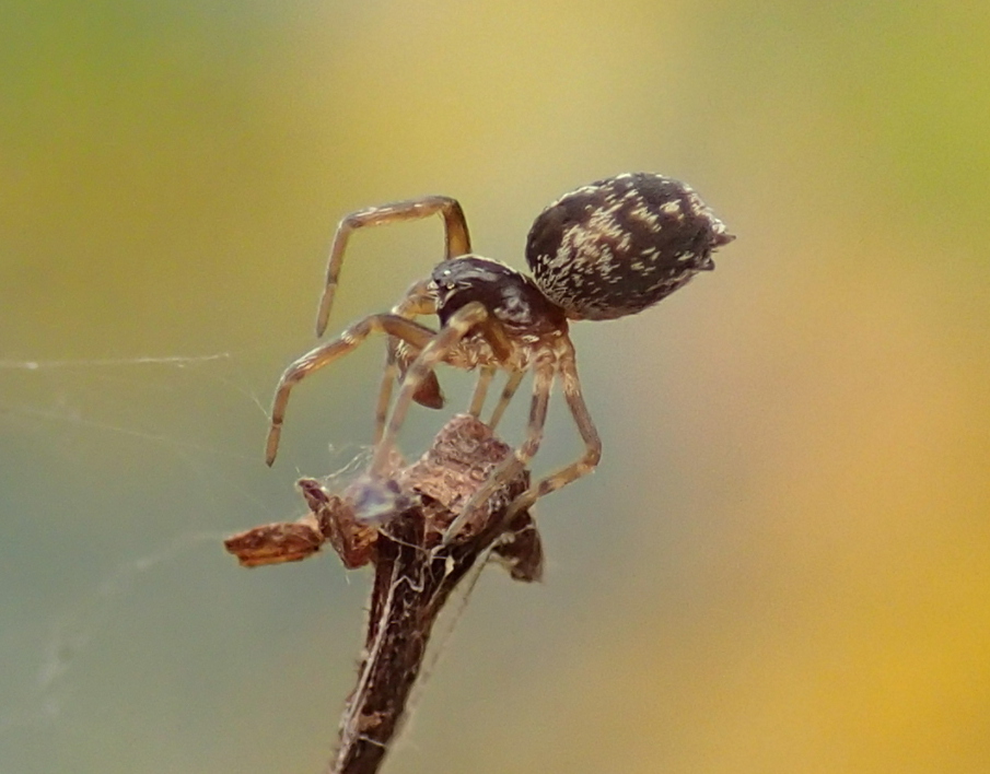 Dictyna sp,. maschio subadulto   - Lughignano  (TV)