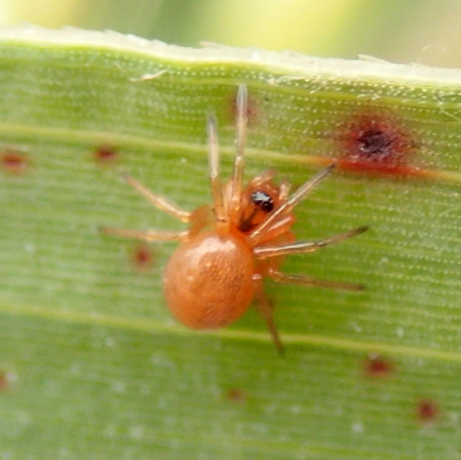 Trematocephalus cristatus?