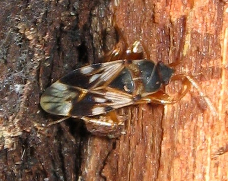 Lygaeidae: Scolopostethus pictus del Veneto (TV)