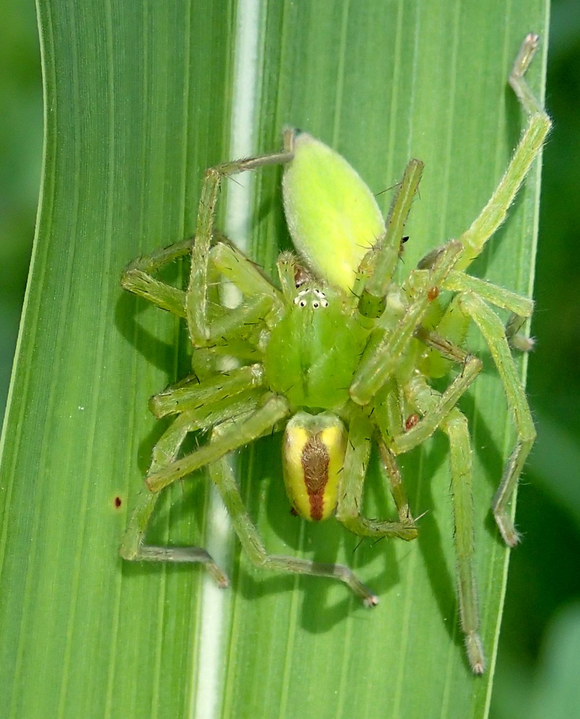 Accoppiamento di Micrommata virescens - Lughignano (TV)