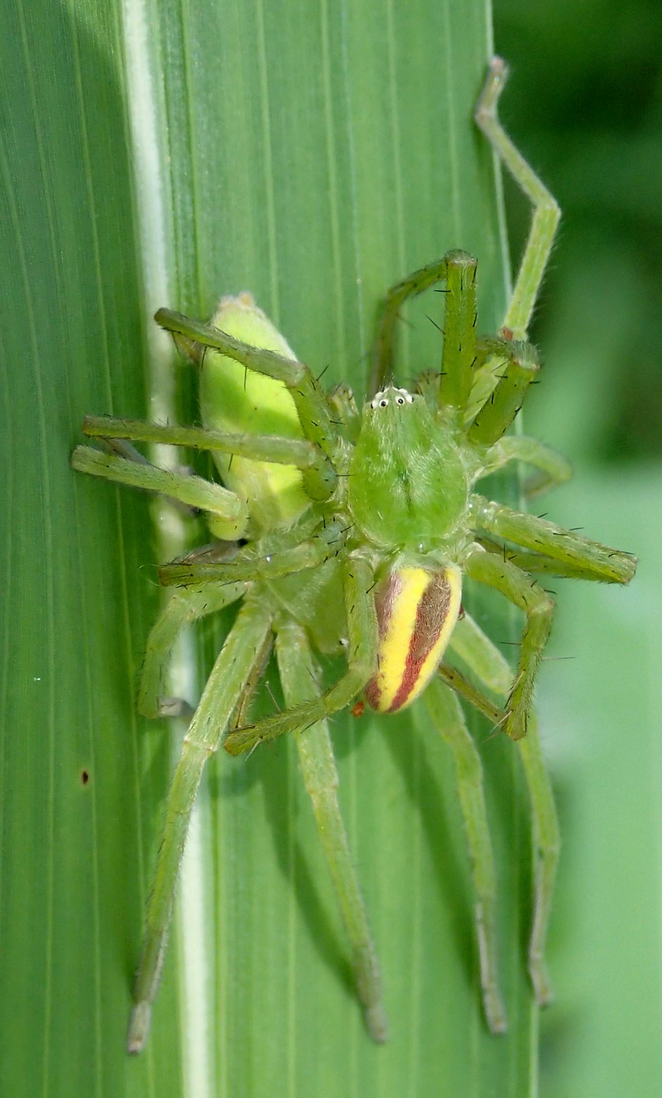 Accoppiamento di Micrommata virescens - Lughignano (TV)