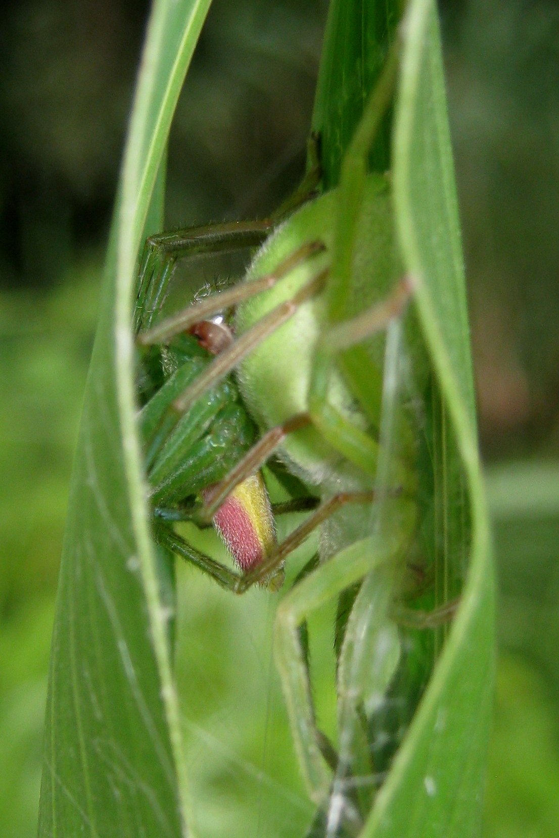 Accoppiamento di Micrommata virescens - Lughignano (TV)