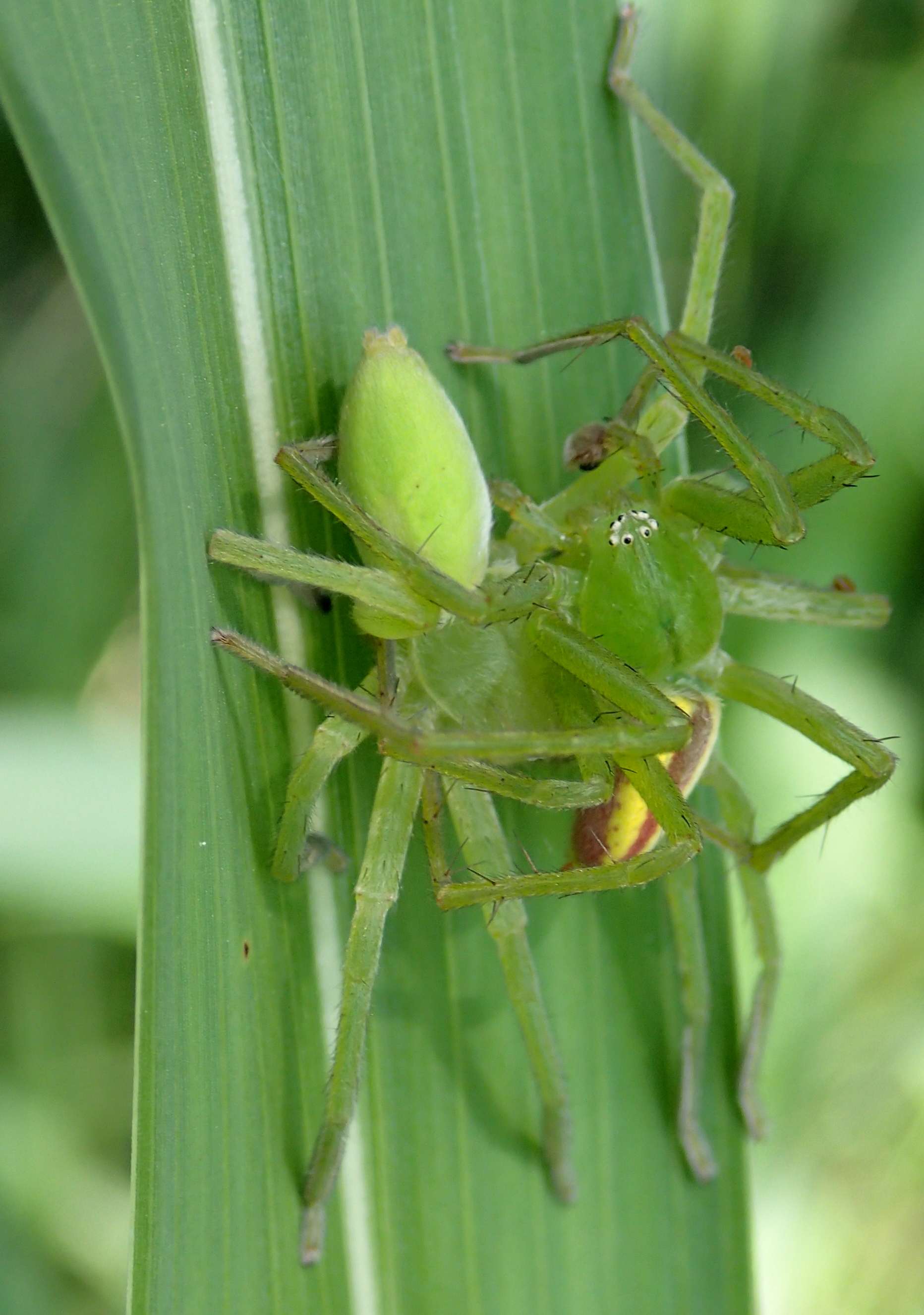 Accoppiamento di Micrommata virescens - Lughignano (TV)