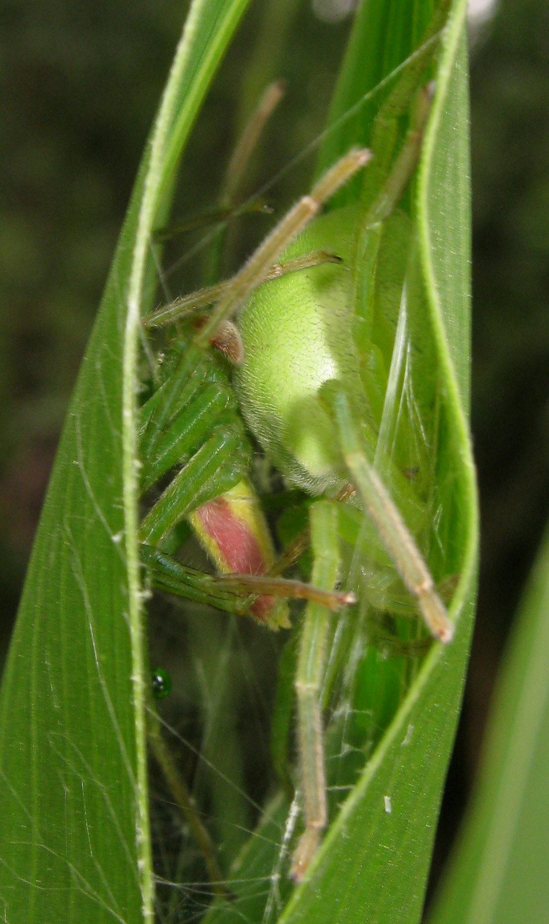 Accoppiamento di Micrommata virescens - Lughignano (TV)