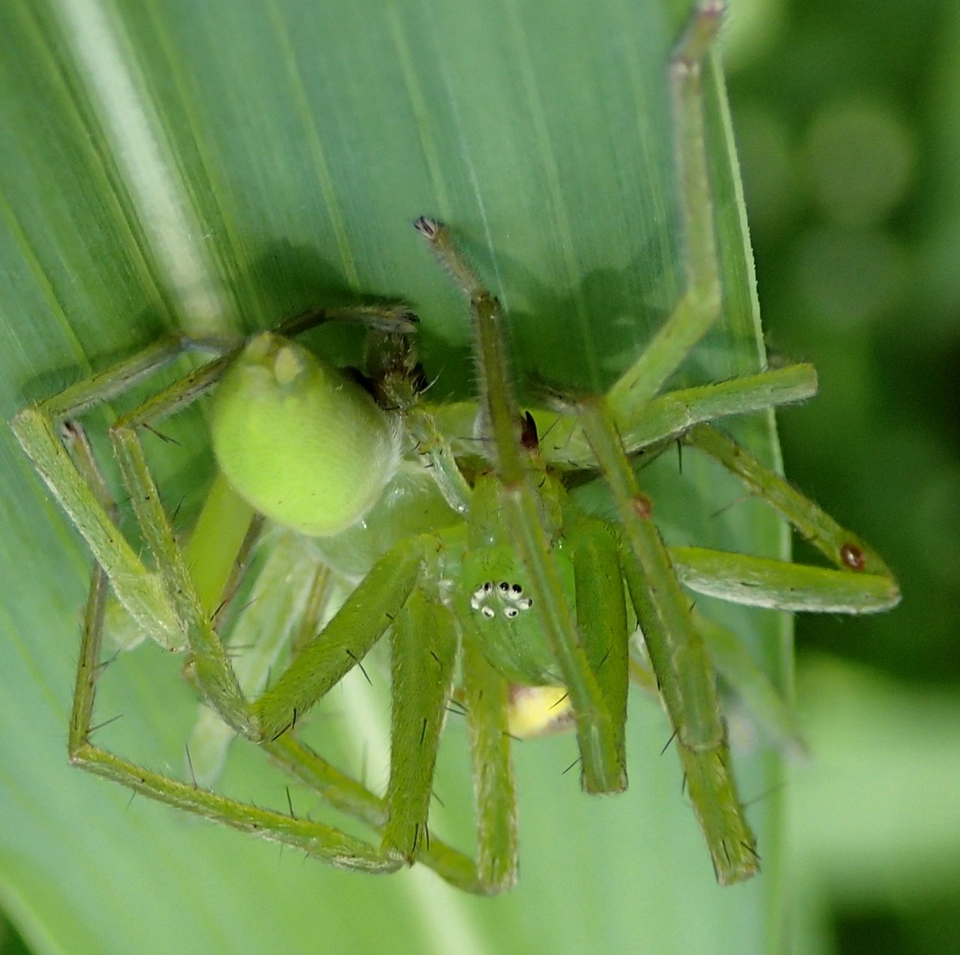 Accoppiamento di Micrommata virescens - Lughignano (TV)