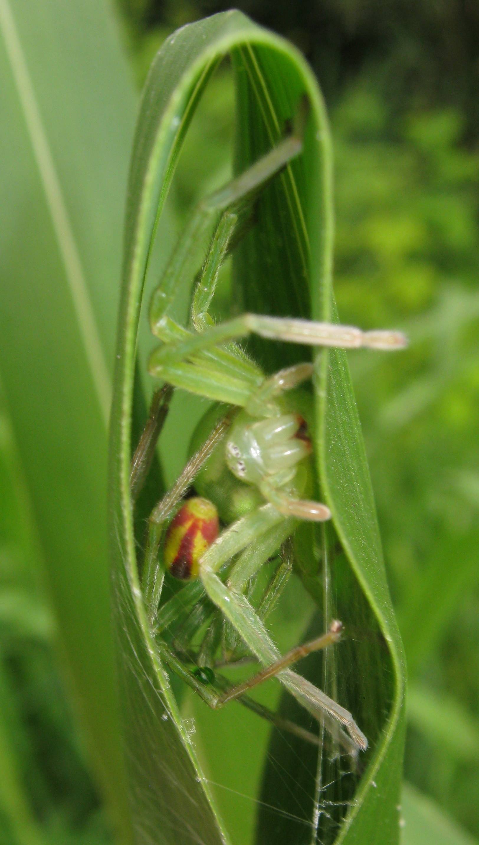 Accoppiamento di Micrommata virescens - Lughignano (TV)