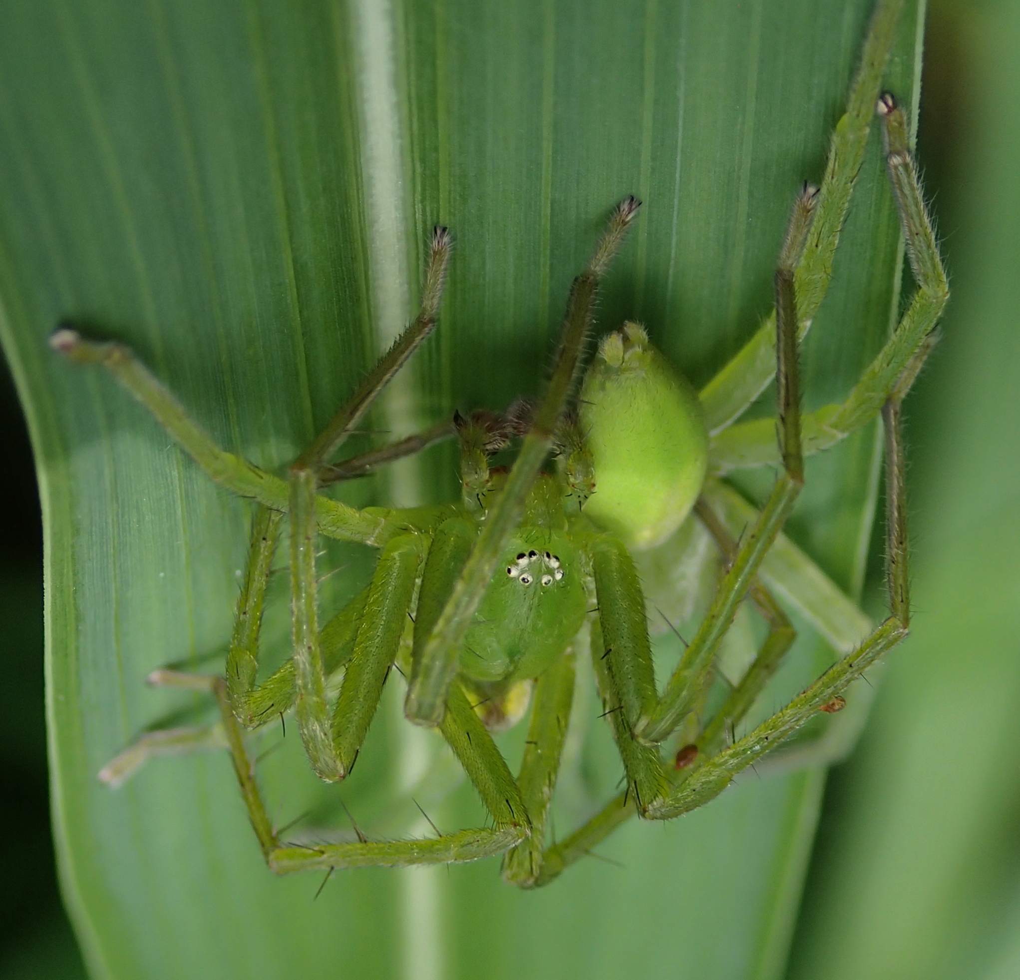 Accoppiamento di Micrommata virescens - Lughignano (TV)