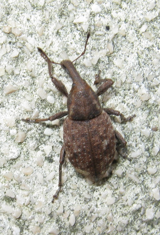 Curculionidae da ID - Lepyrus armatus