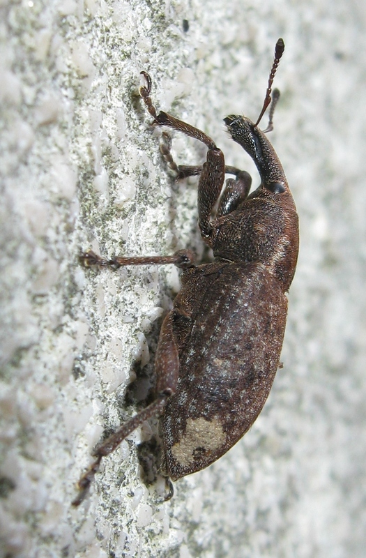 Curculionidae da ID - Lepyrus armatus