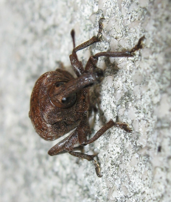 Curculionidae da ID - Lepyrus armatus