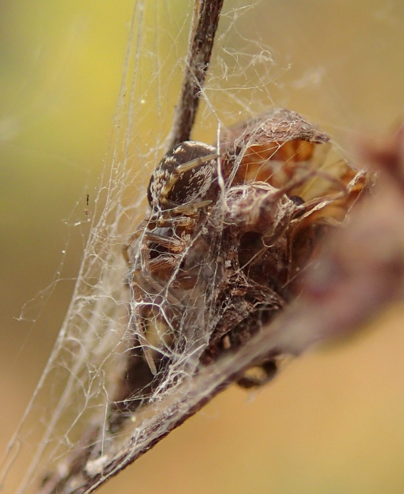 Dictyna sp,. maschio subadulto   - Lughignano  (TV)