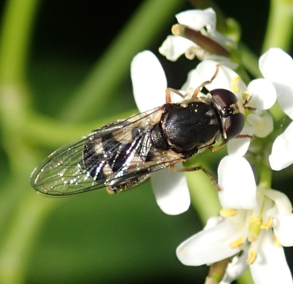 Syritta pipiens (Syrphidae)