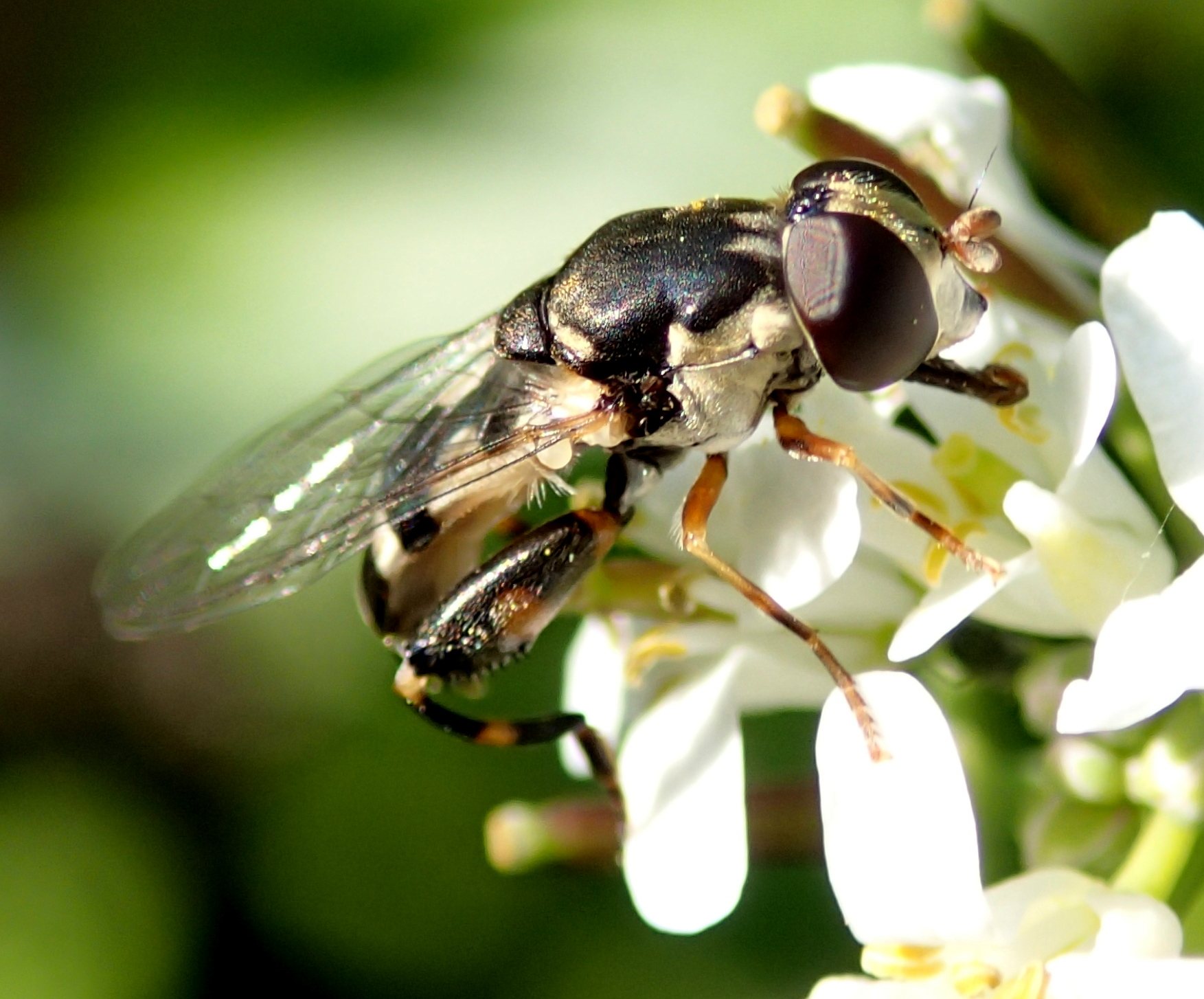 Syritta pipiens (Syrphidae)