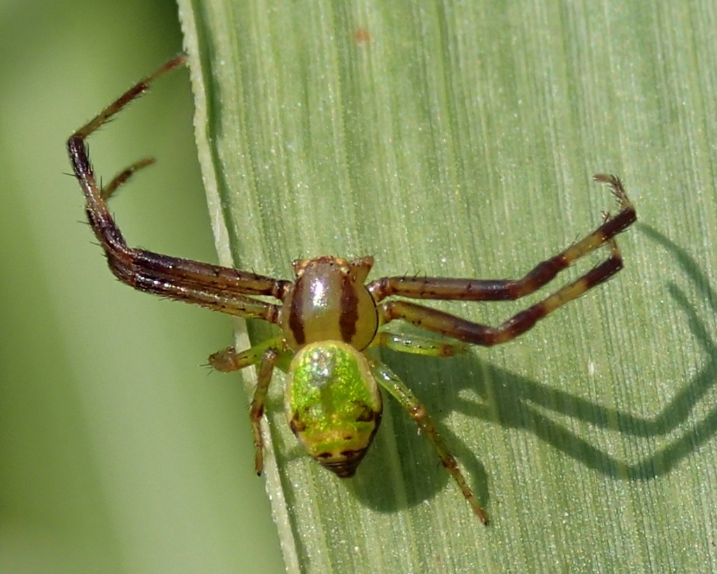 Thomisidae: Maschio di Ebrechtella tricuspidata - Lughignano (TV)