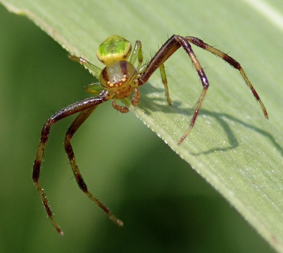 Thomisidae: Maschio di Ebrechtella tricuspidata - Lughignano (TV)