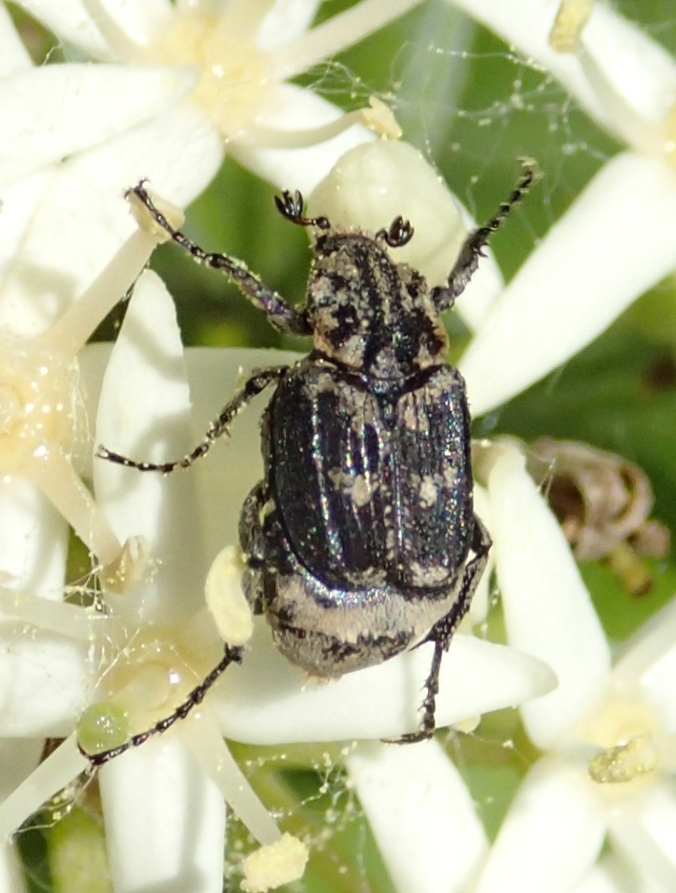 Valgus hemipterus, Cetoniidae, Valginae