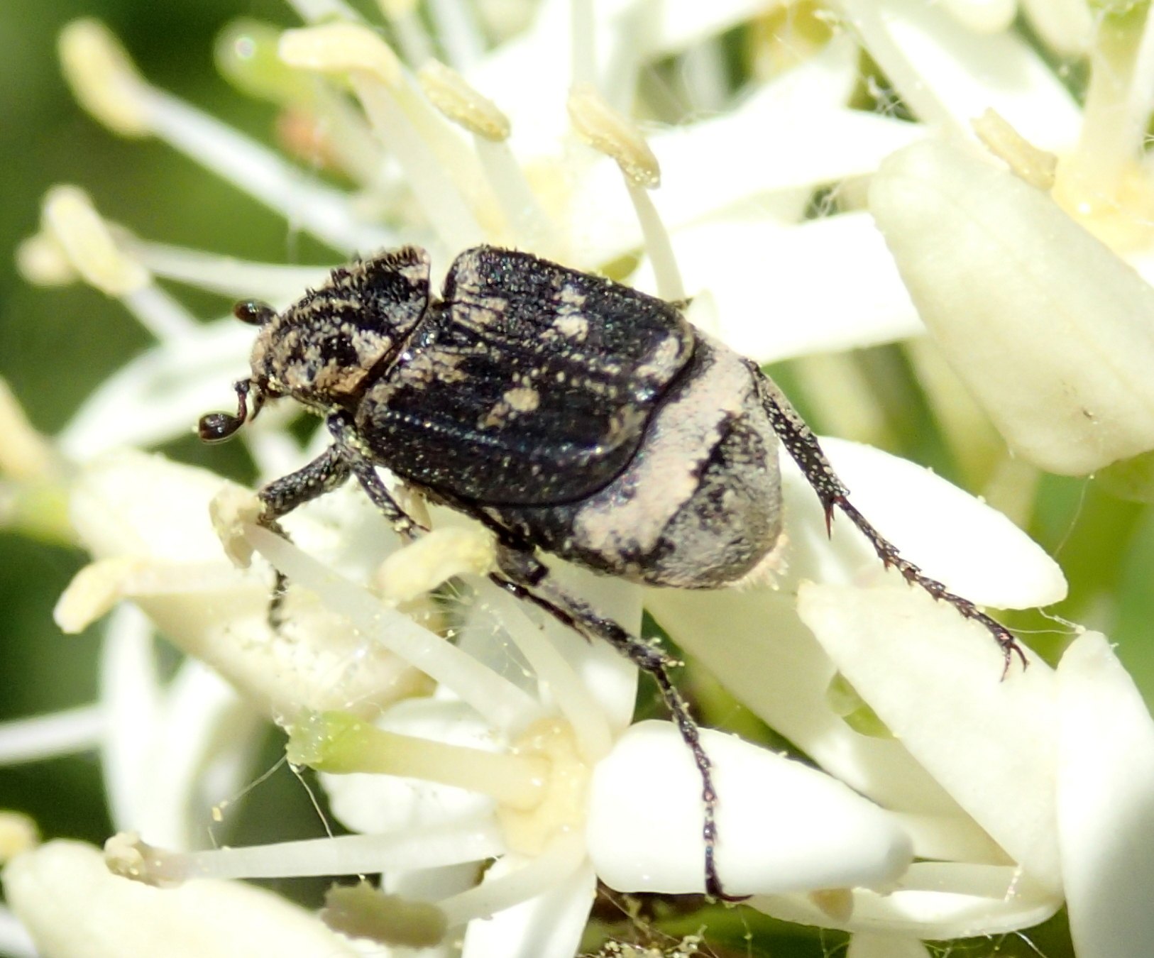 Valgus hemipterus, Cetoniidae, Valginae