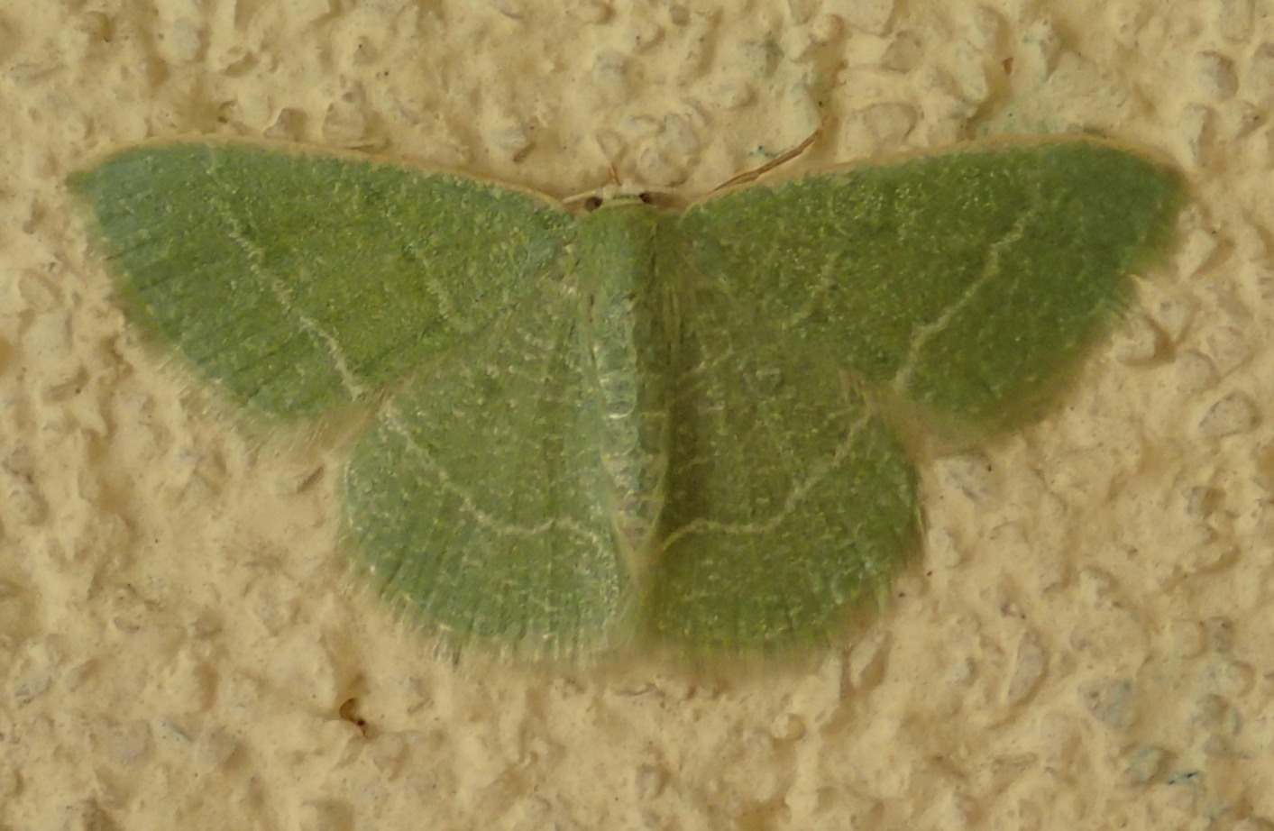 Thalera fimbrialis? No, Phaiogramma etruscaria