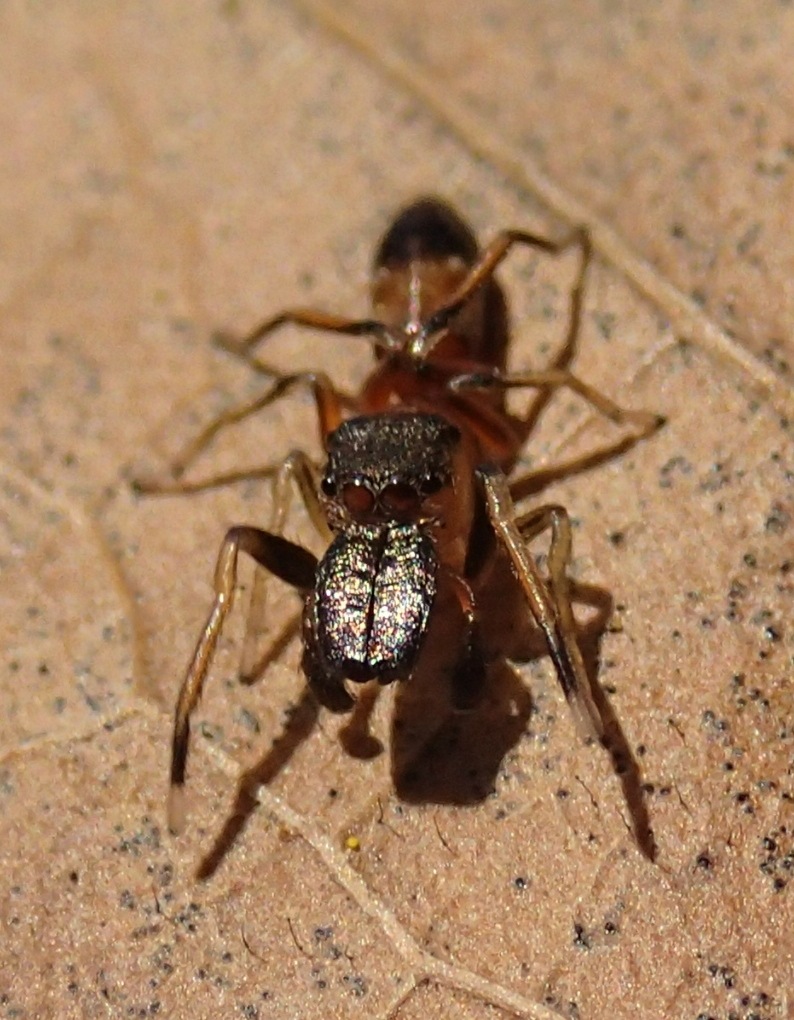 Salticidae: Myrmarachne formicaria, maschio - Lughignano (TV)