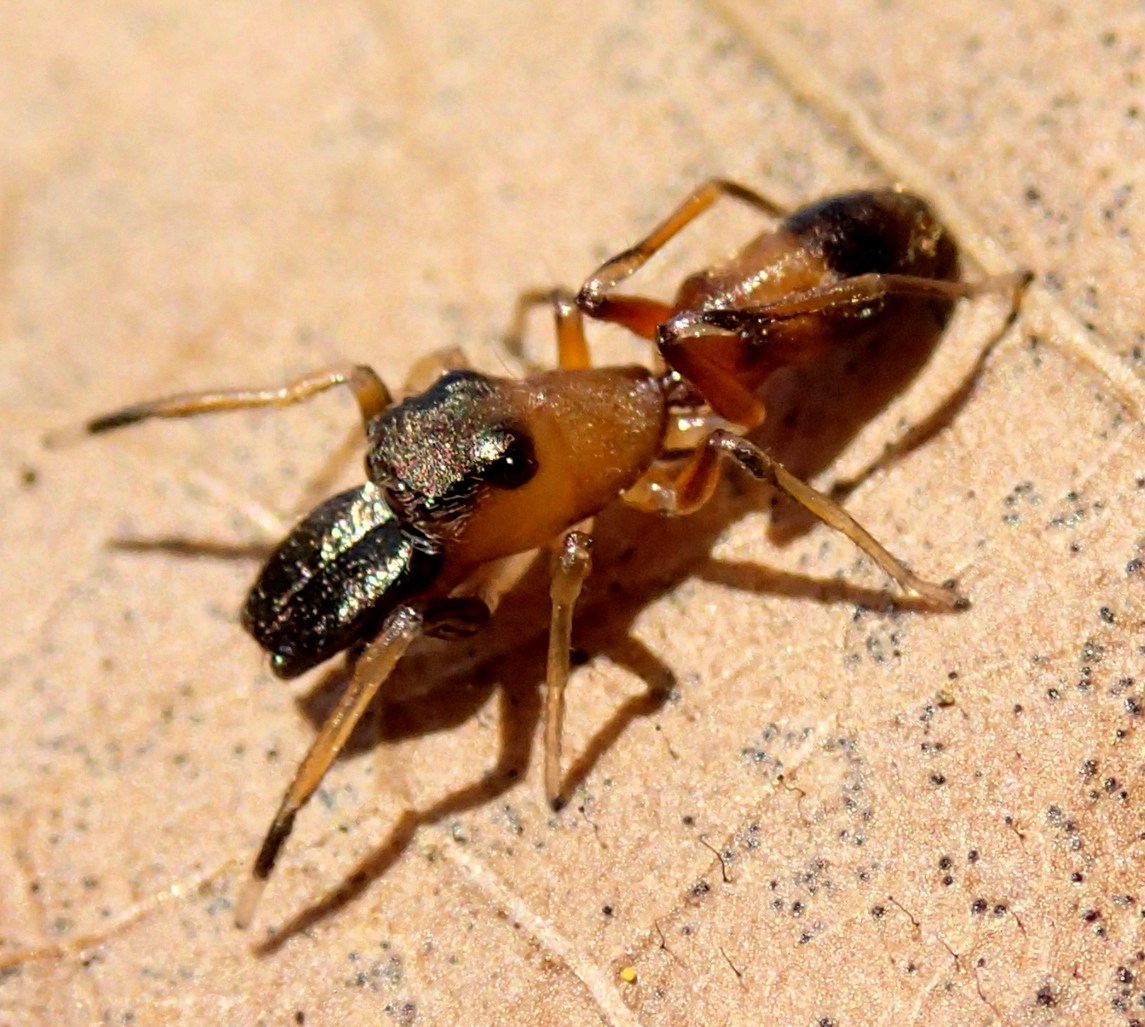 Salticidae: Myrmarachne formicaria, maschio - Lughignano (TV)