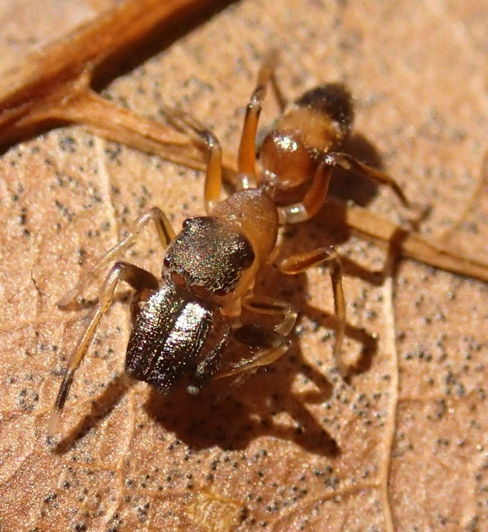 Salticidae: Myrmarachne formicaria, maschio - Lughignano (TV)