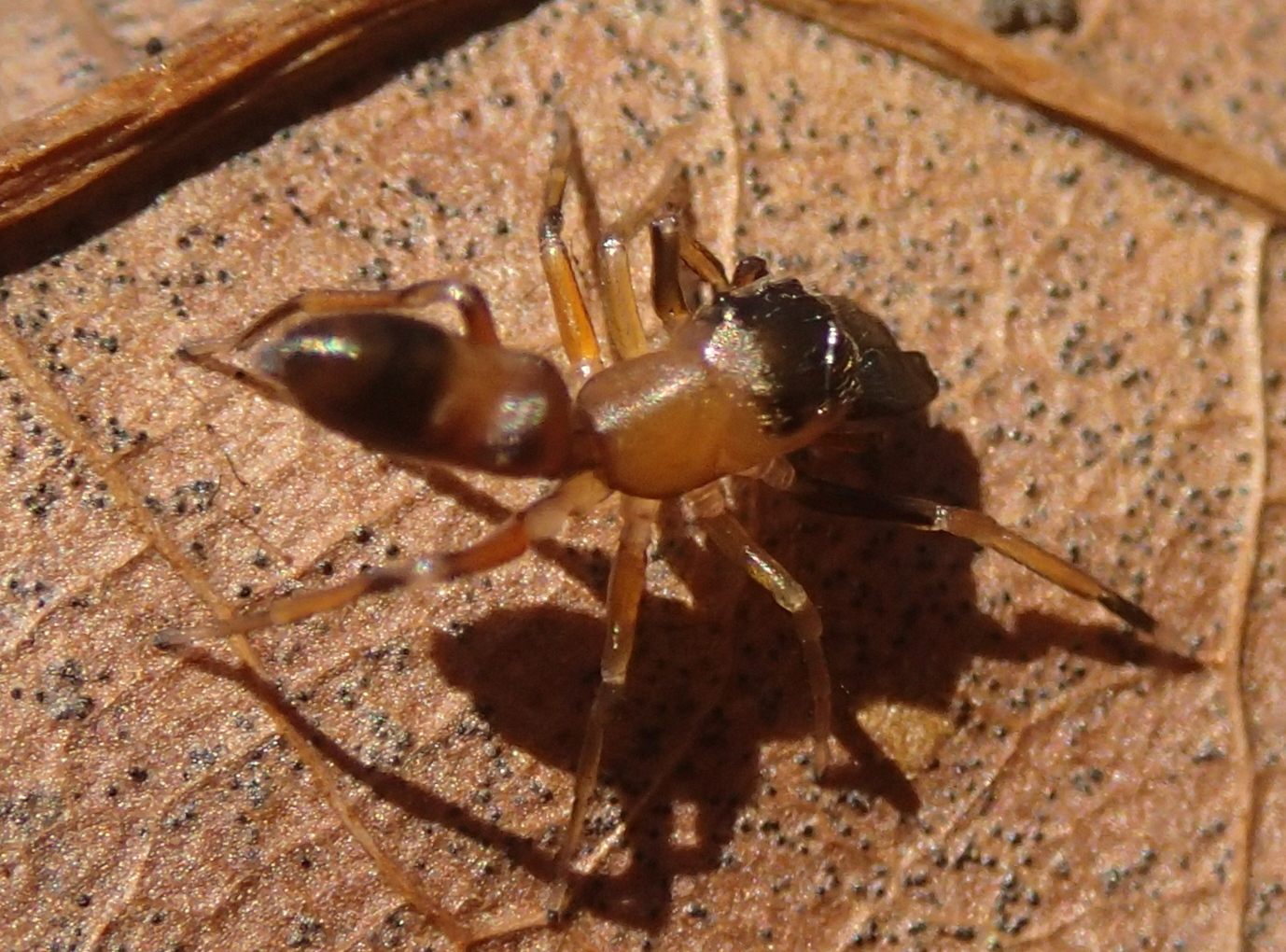 Salticidae: Myrmarachne formicaria, maschio - Lughignano (TV)