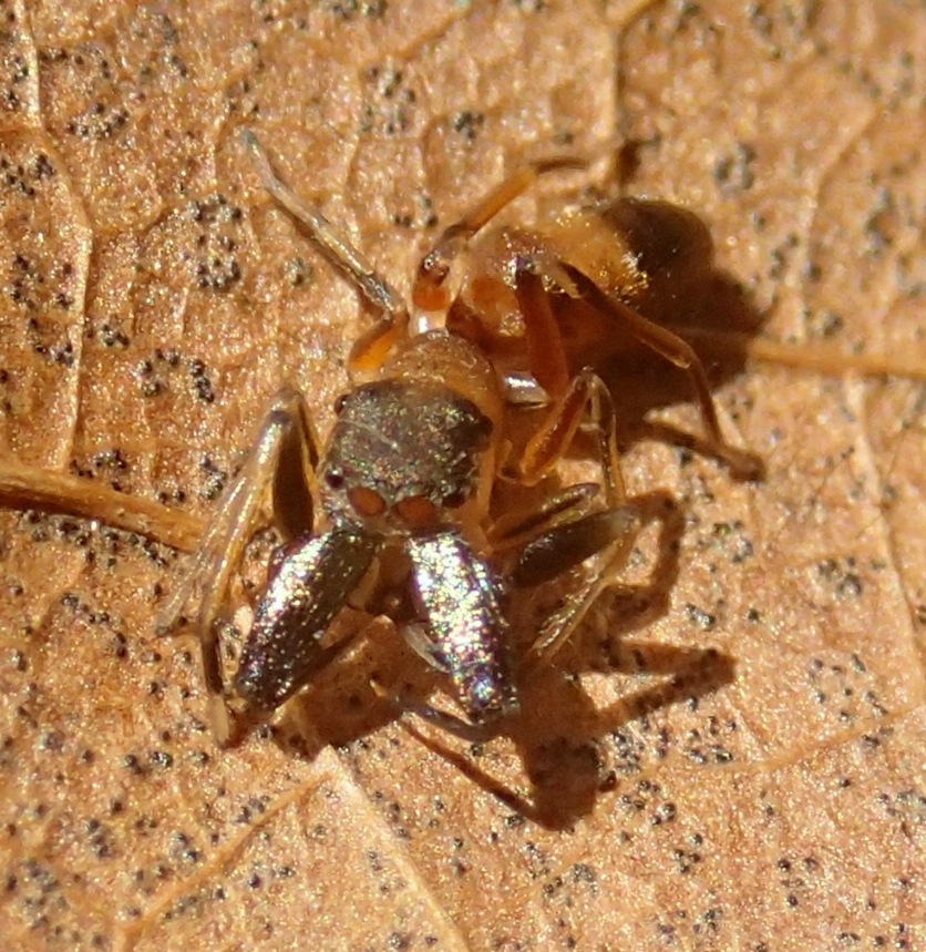 Salticidae: Myrmarachne formicaria, maschio - Lughignano (TV)