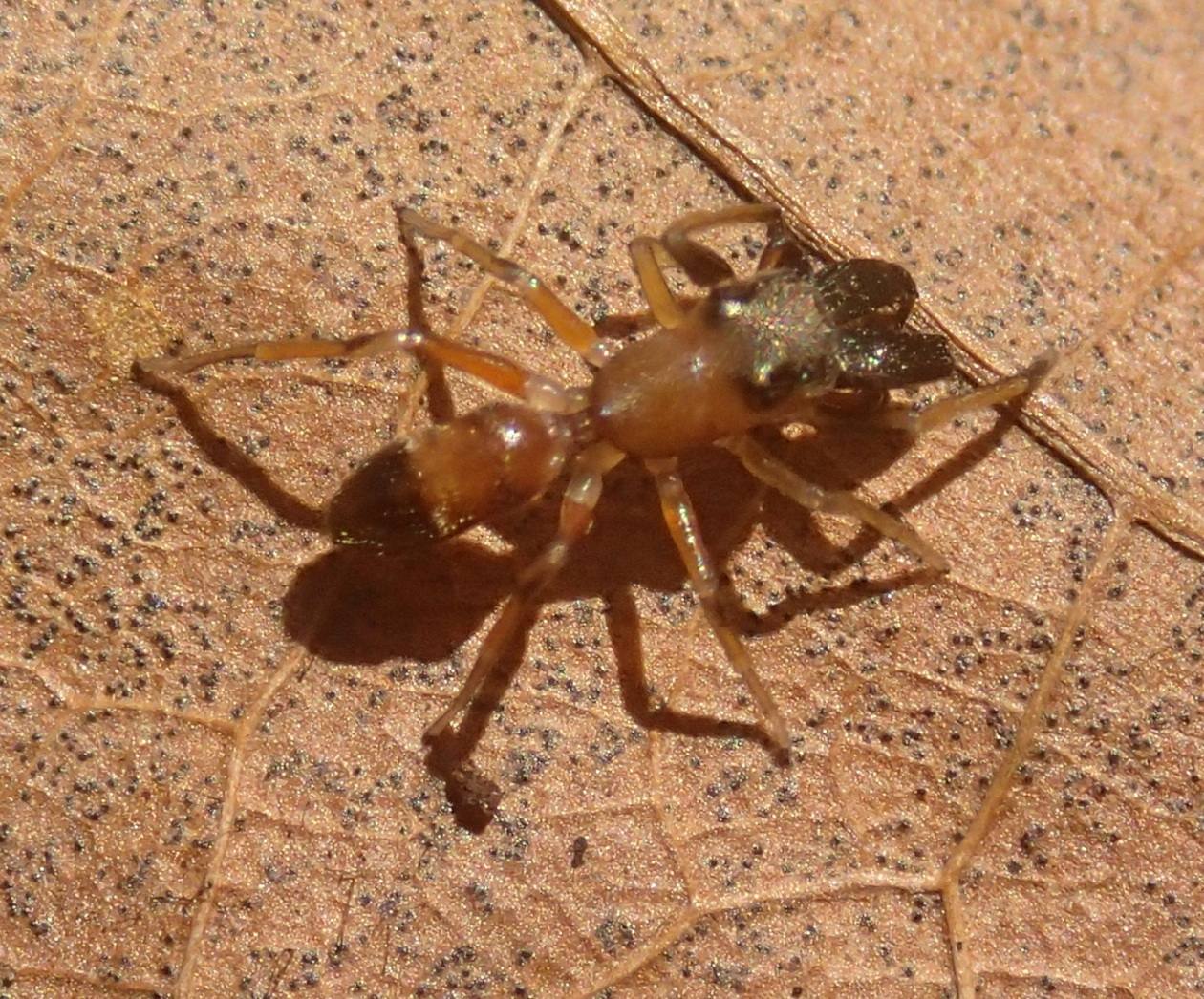 Salticidae: Myrmarachne formicaria, maschio - Lughignano (TV)