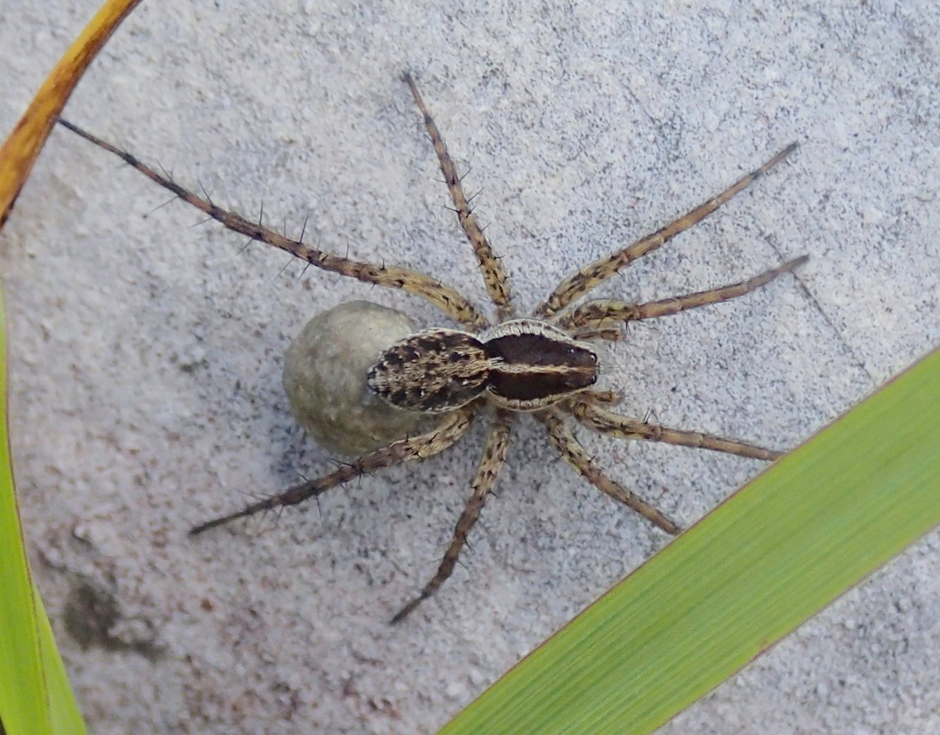 Pardosa gr. monticola - Alpi del Nevegal (BL)