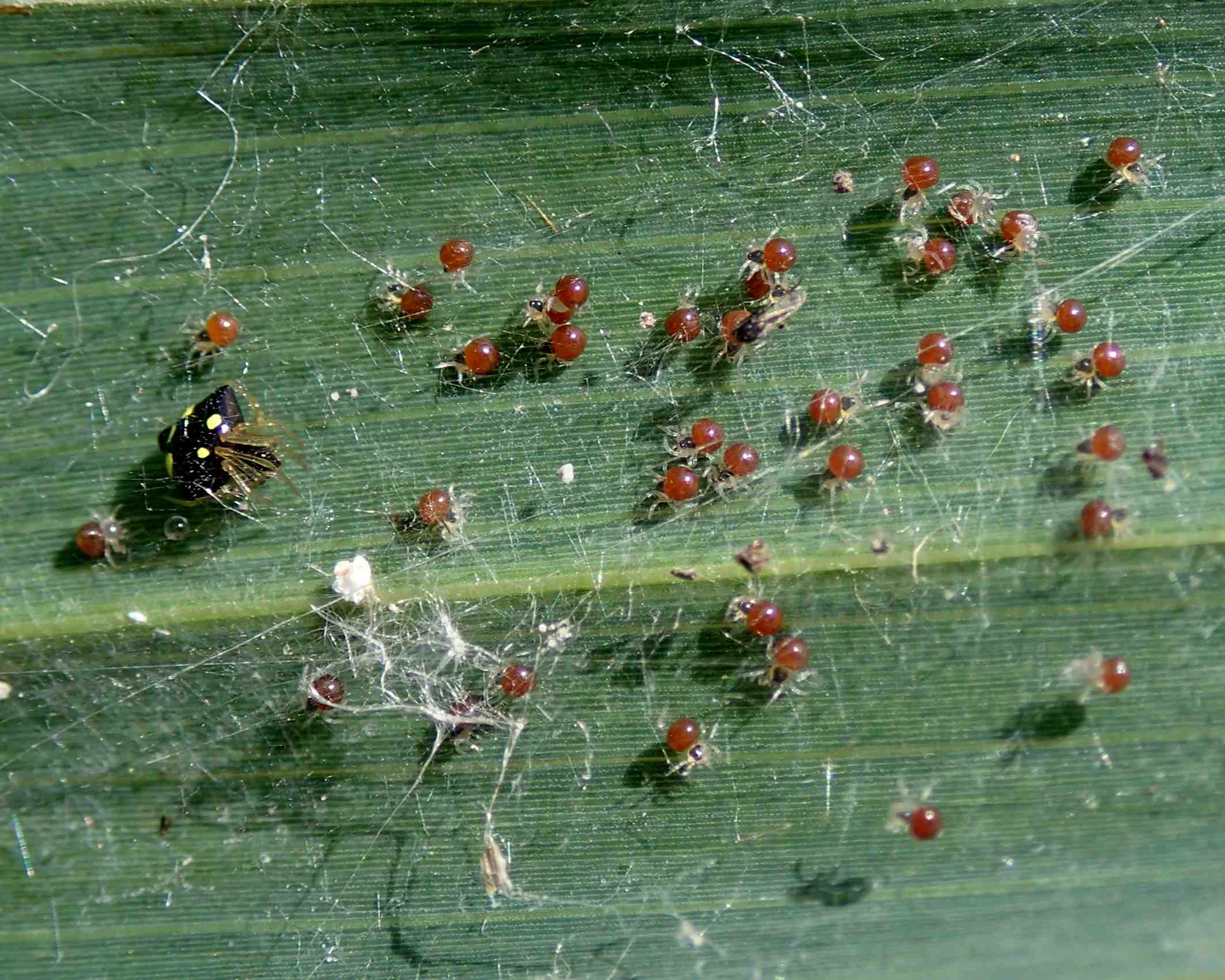 Theridula gonygaster sling