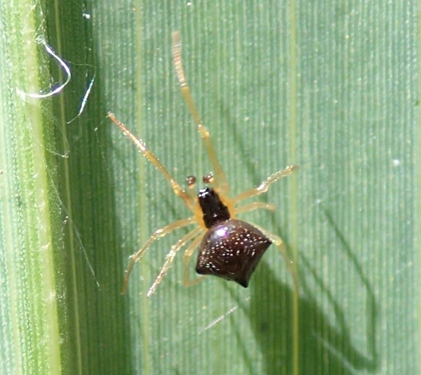 Theridula gonygaster sling