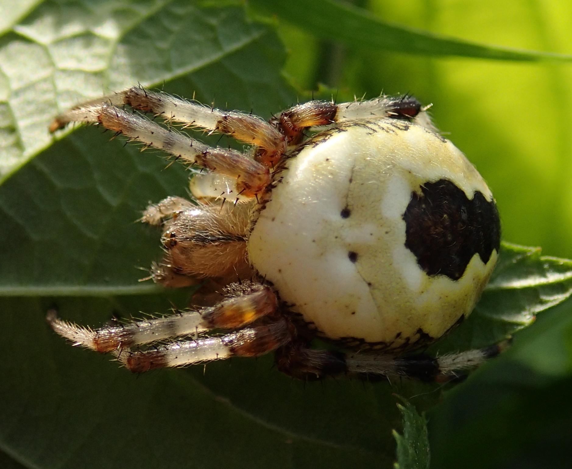 Araneus marmoreus v. pyramidatus - Lughignano (TV)