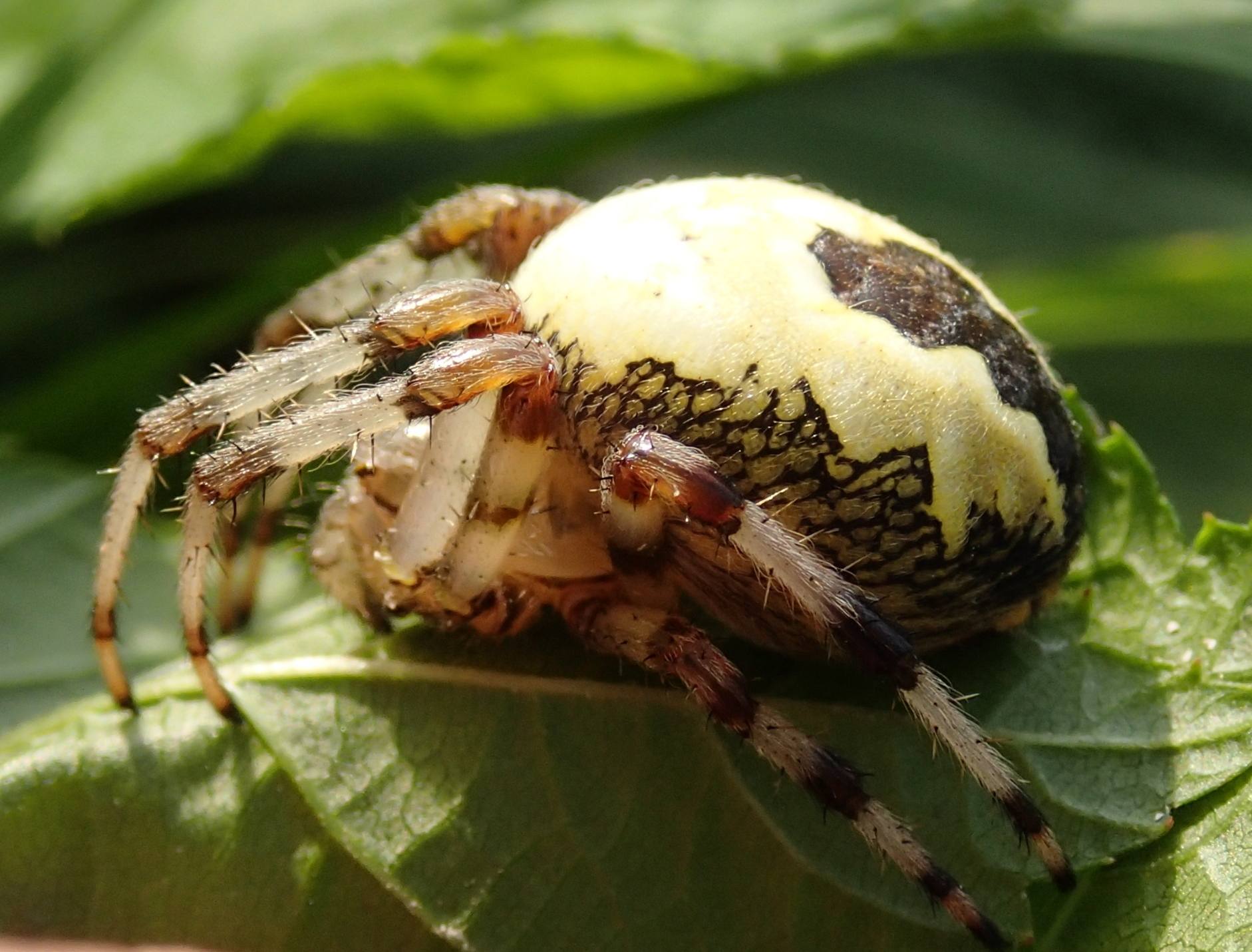 Araneus marmoreus v. pyramidatus - Lughignano (TV)