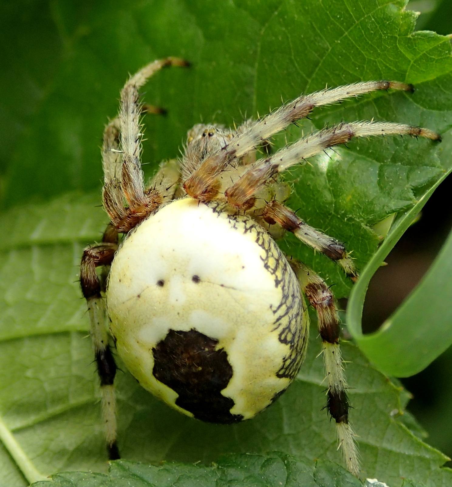 Araneus marmoreus v. pyramidatus - Lughignano (TV)