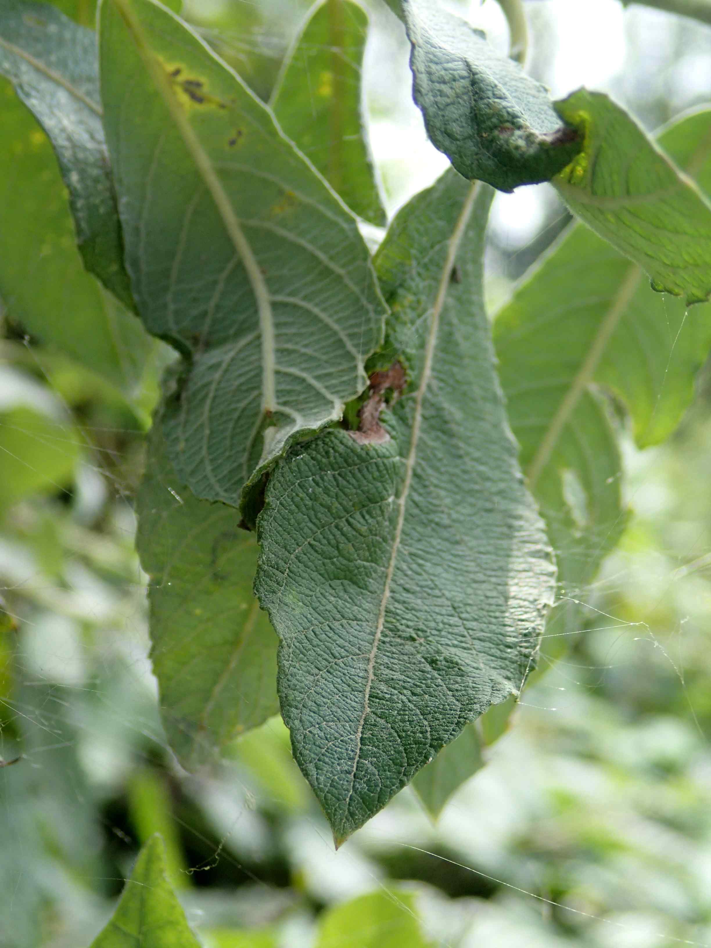 Araneus marmoreus v. pyramidatus - Lughignano (TV)