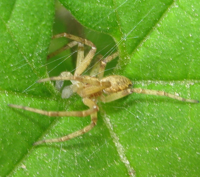 maschio di Philodromus sp.