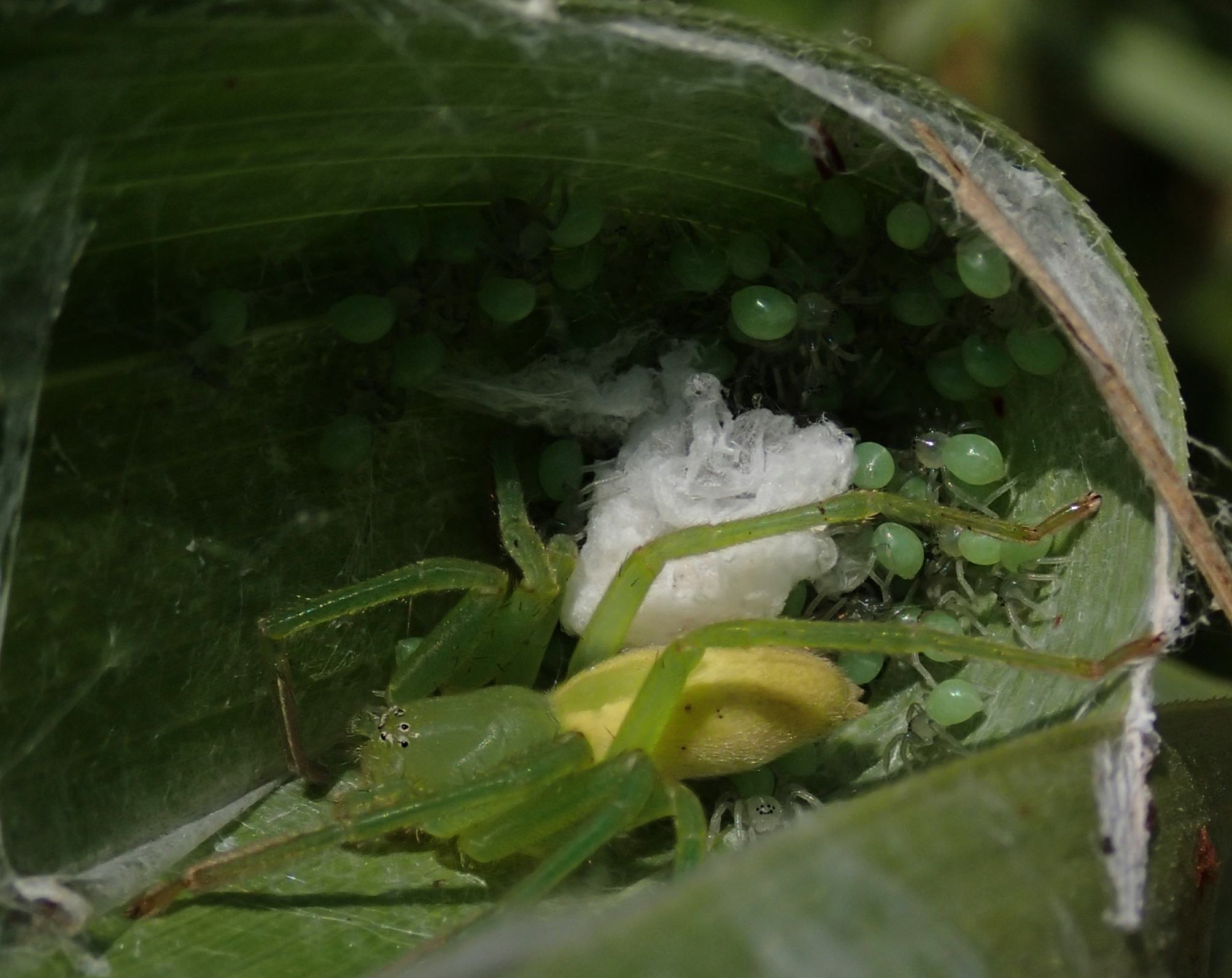 Micrommata virescens (sling e prima muta) - Lughignano (TV)