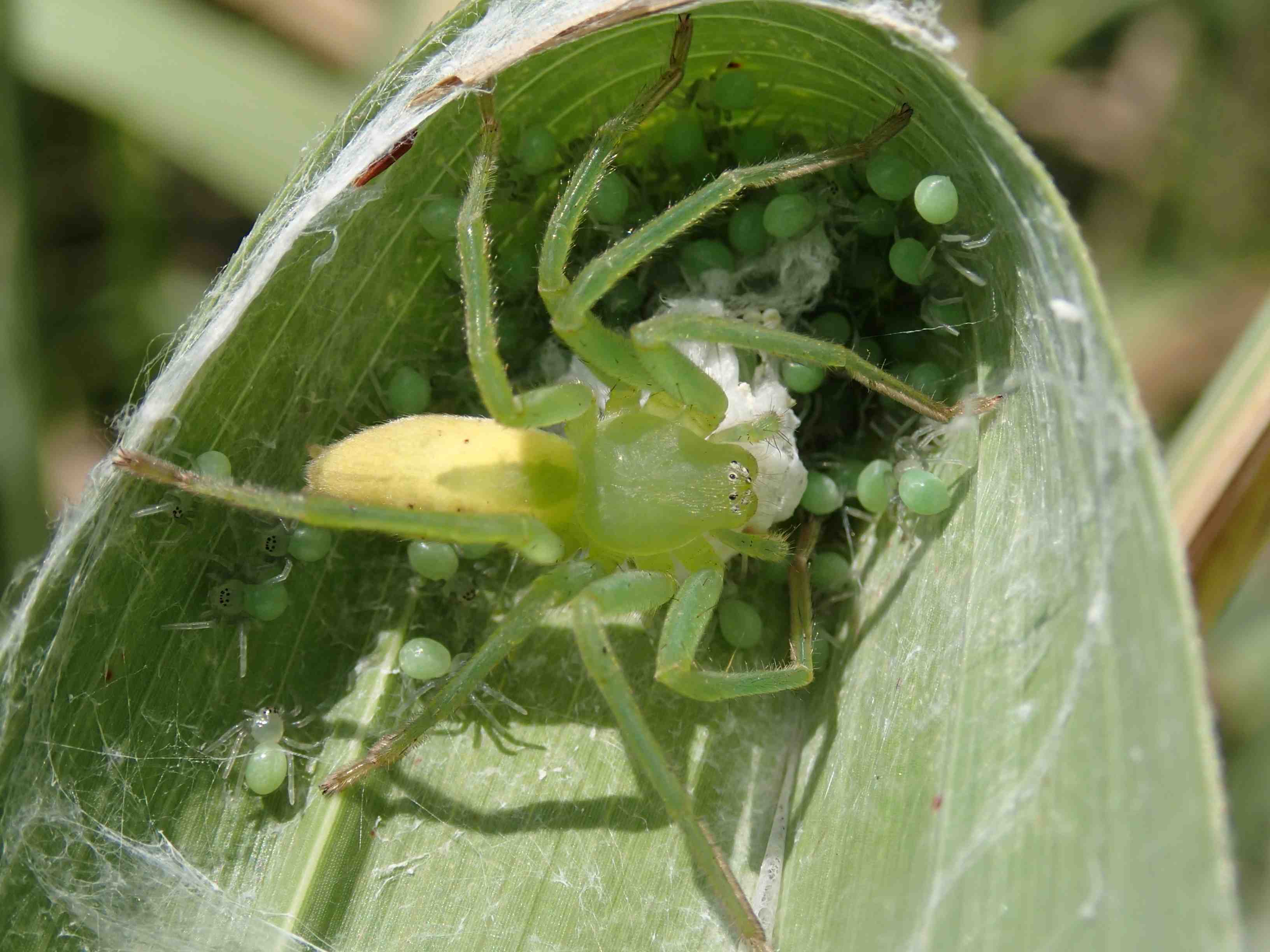 Micrommata virescens (sling e prima muta) - Lughignano (TV)